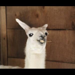 Meet your Posher, Martha